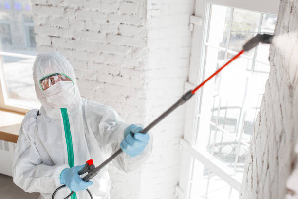 Professional Mold Removal in Jewett City, CT