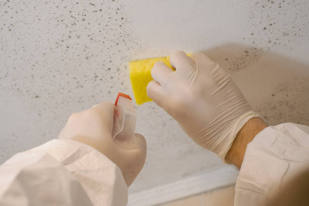 Best Comprehensive Air Testing for Mold Contaminants  in Jewett City, CT