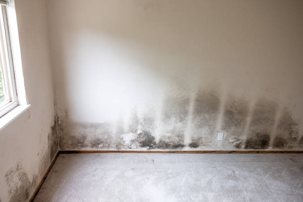 Best Residential Mold Inspection & Testing  in Jewett City, CT
