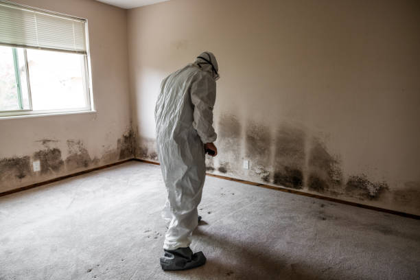 Best Water Damage & Mold Remediation  in Jewett City, CT