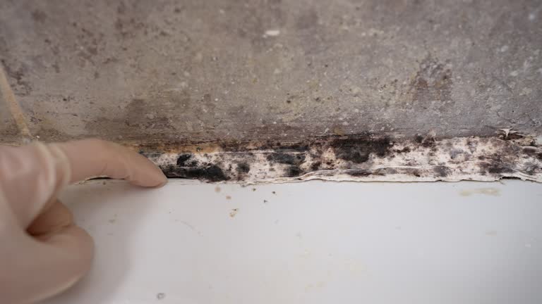 Best Air Quality Testing for Mold Spores  in Jewett City, CT